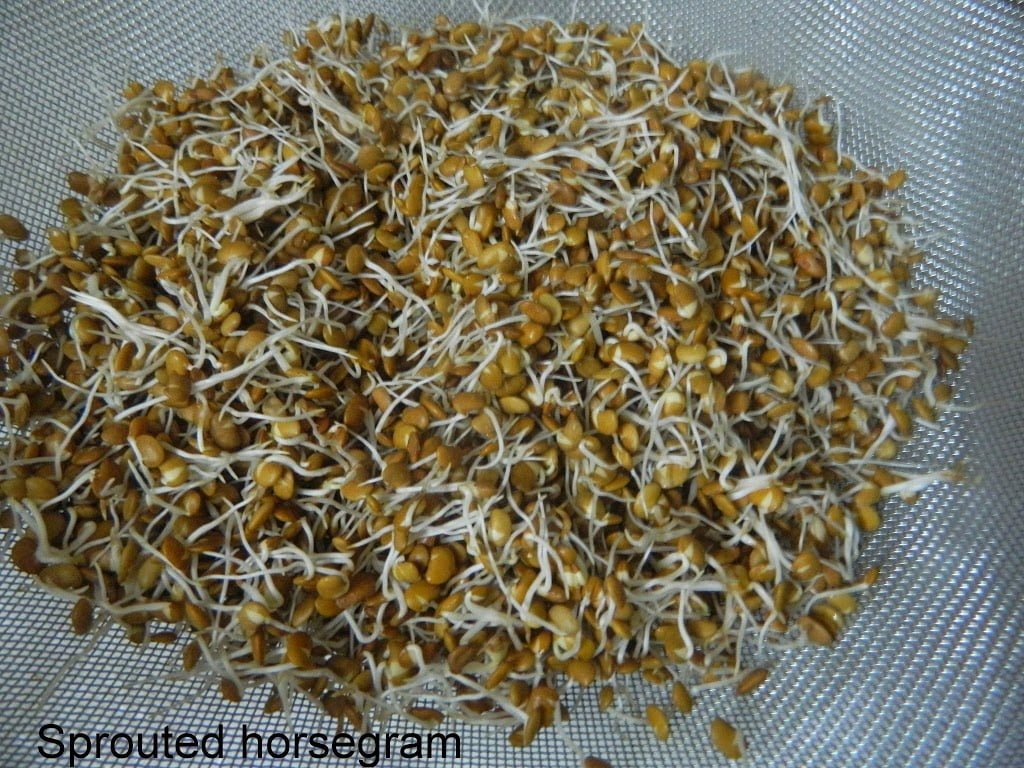 How to sprout Green Gram /Horse Gram/pulses Geeths Dawath